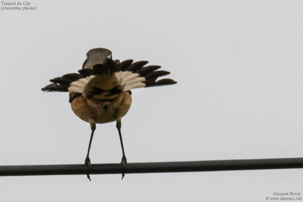 Capped Wheatear male adult