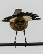 Capped Wheatear