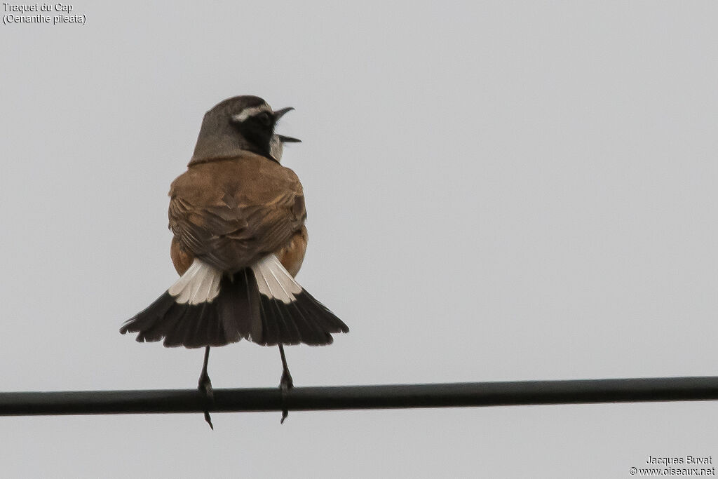 Capped Wheatear male adult