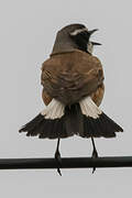 Capped Wheatear