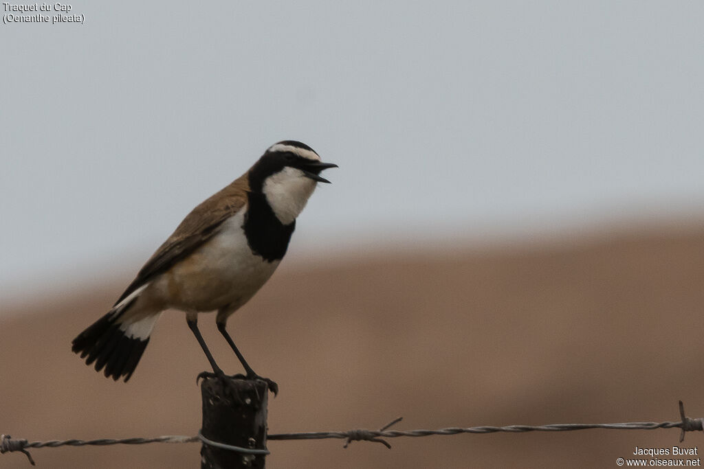 Capped Wheatear