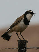 Capped Wheatear