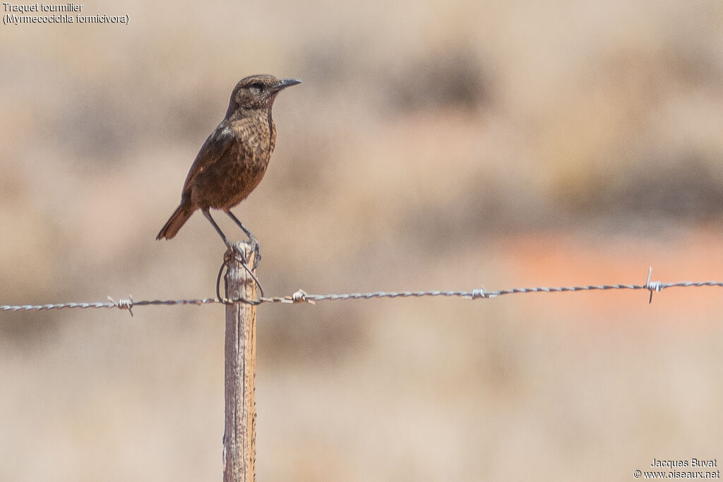 Ant-eating Chat male adult