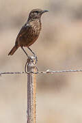 Ant-eating Chat