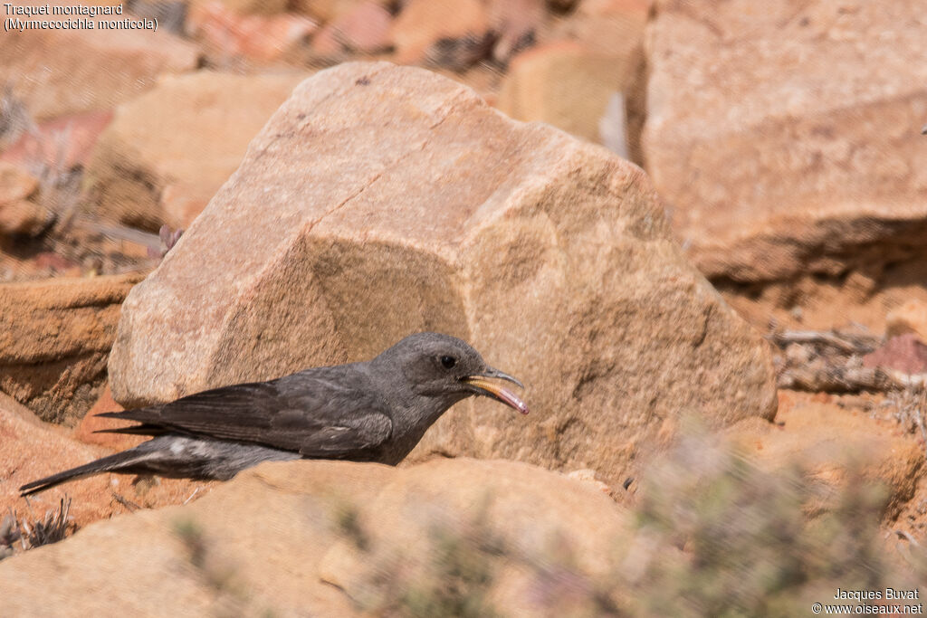 Mountain Wheatear female adult