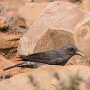 Mountain Wheatear