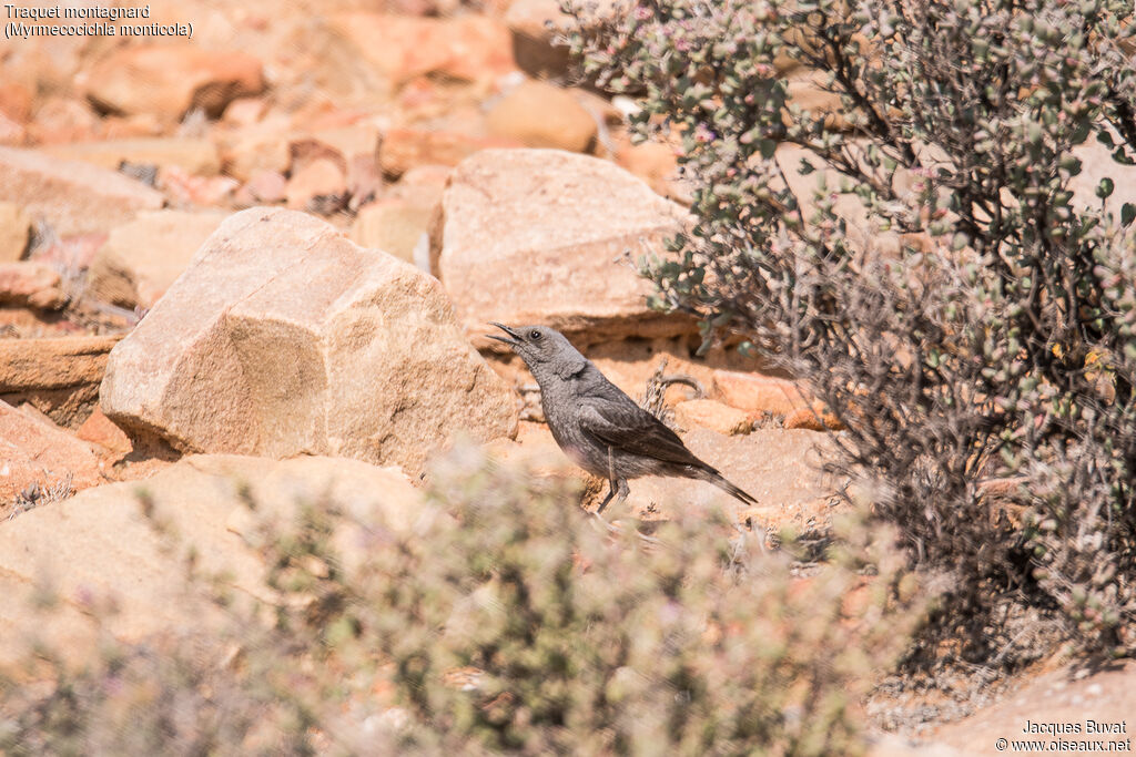 Mountain Wheatear female adult