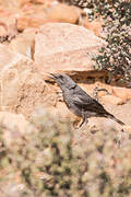 Mountain Wheatear