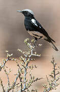 Mountain Wheatear