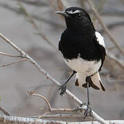 Mountain Wheatear