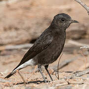 Mountain Wheatear