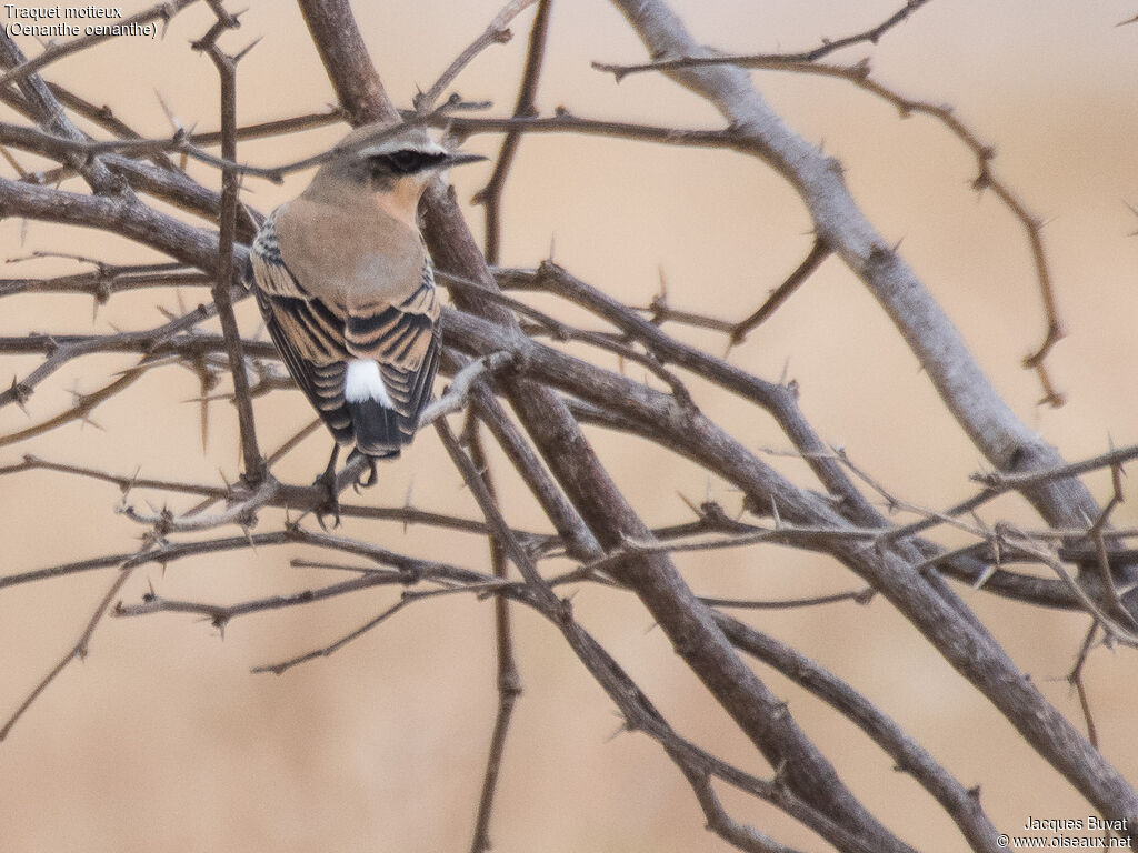 Northern Wheatear male adult post breeding