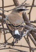 Northern Wheatear