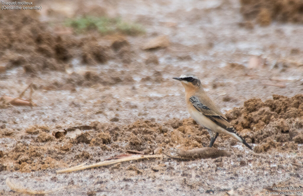 Northern Wheatear male adult post breeding