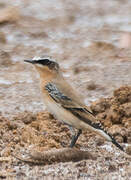 Northern Wheatear