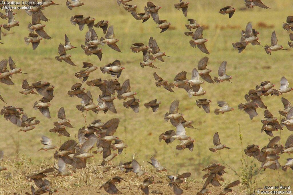 Red-billed Quelea