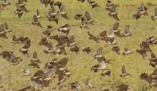 Red-billed Quelea