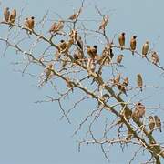 Red-billed Quelea