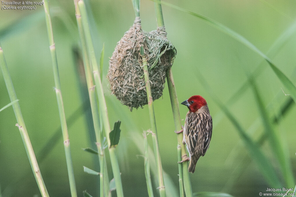 Red-headed Quelea male adult breeding