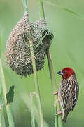 Red-headed Quelea