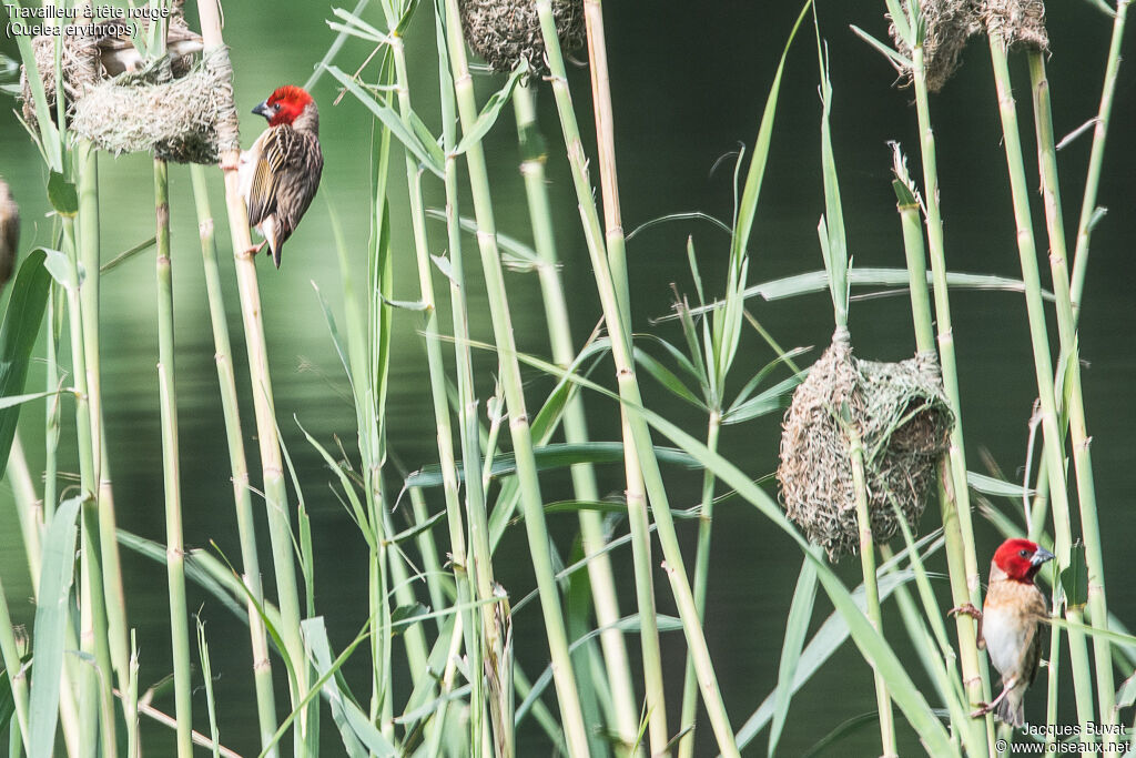 Red-headed Quelea male adult