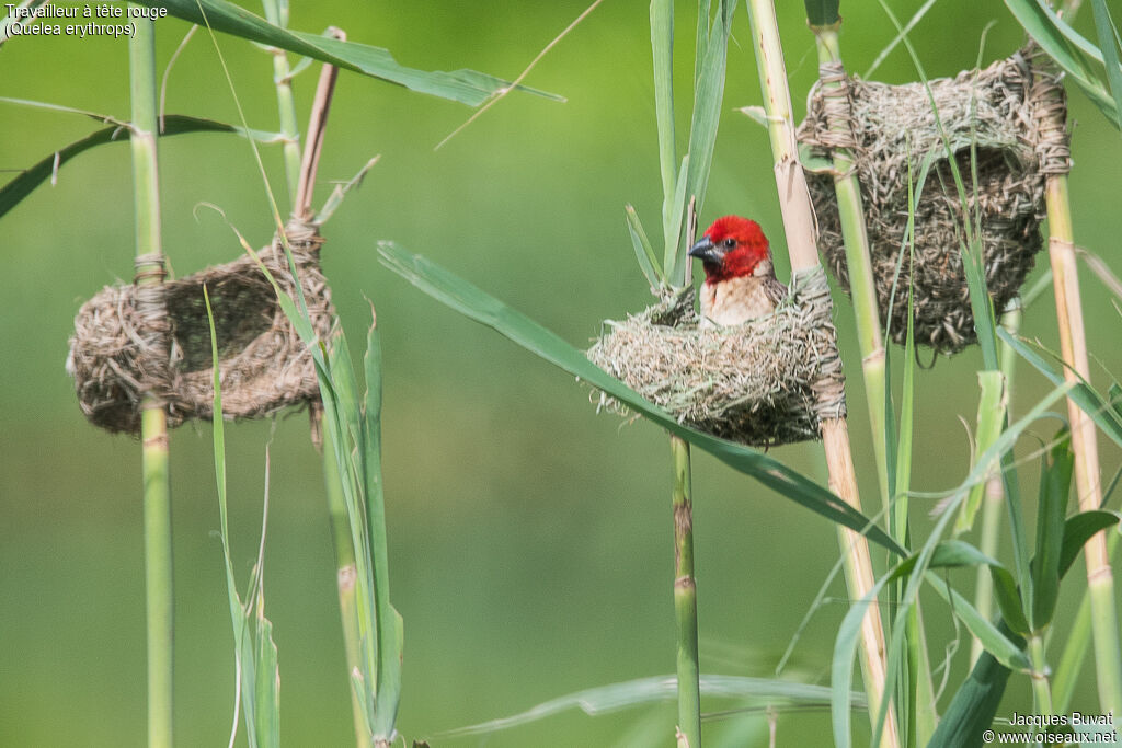 Red-headed Quelea male adult breeding