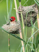 Red-headed Quelea