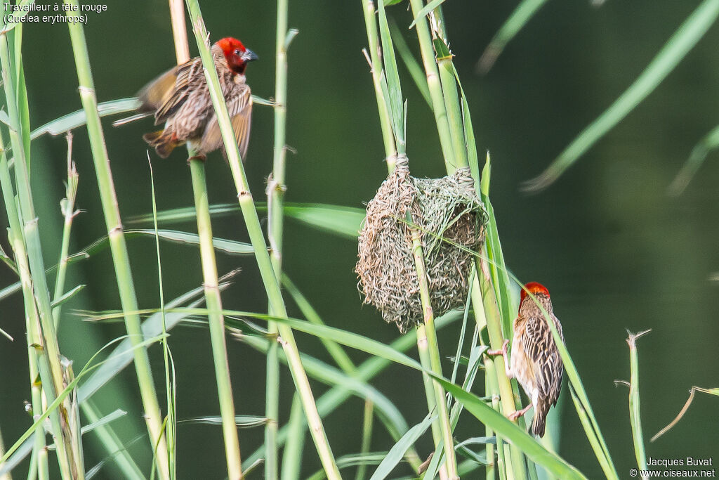 Red-headed Quelea