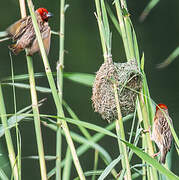 Red-headed Quelea