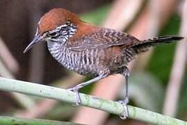 Riverside Wren