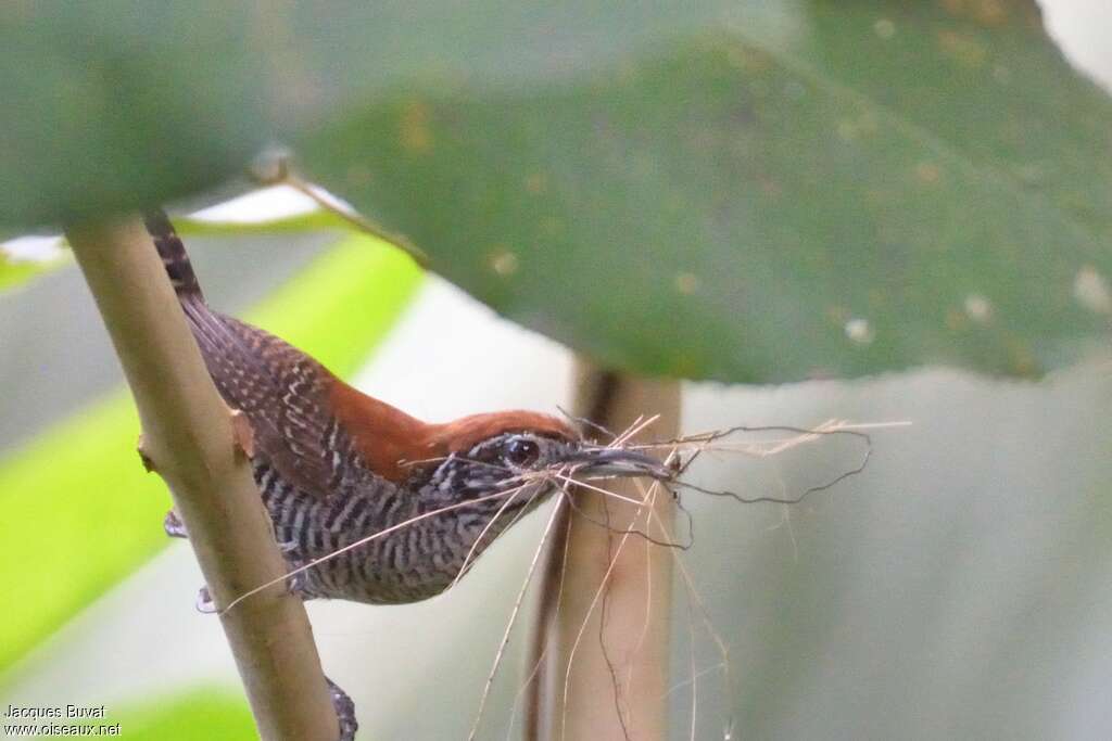 Riverside Wrenadult, Reproduction-nesting