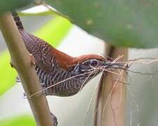 Riverside Wren