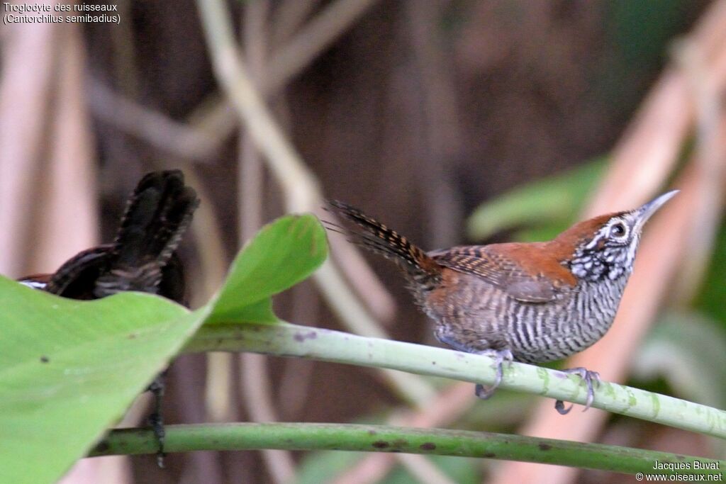 Riverside Wrenadult