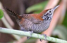 Riverside Wren