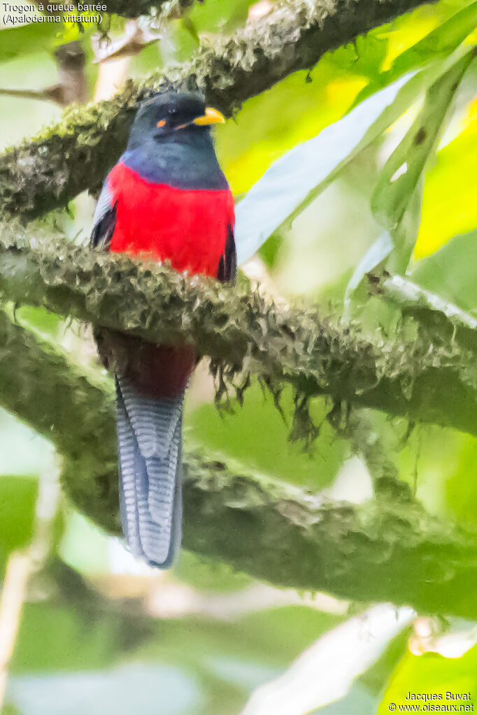 Bar-tailed Trogon male