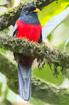 Trogon à queue barrée