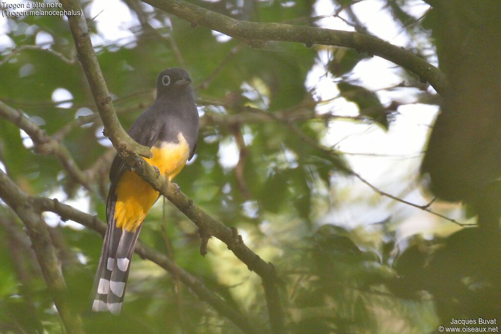 Black-headed Trogon male adult