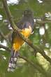 Trogon à tête noire