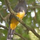 Trogon à tête noire