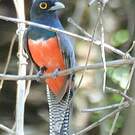Trogon couroucou