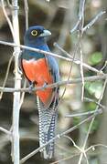 Blue-crowned Trogon