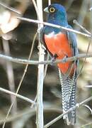 Blue-crowned Trogon