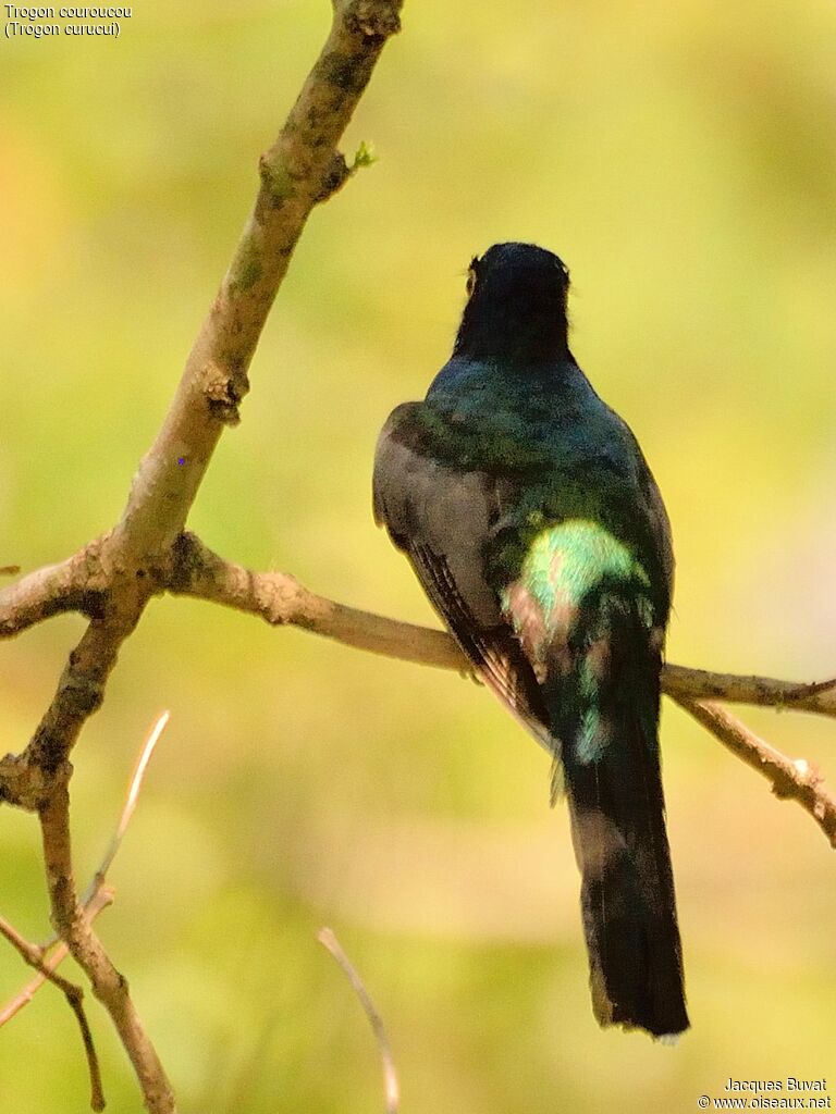 Blue-crowned Trogonadult