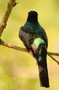 Blue-crowned Trogon