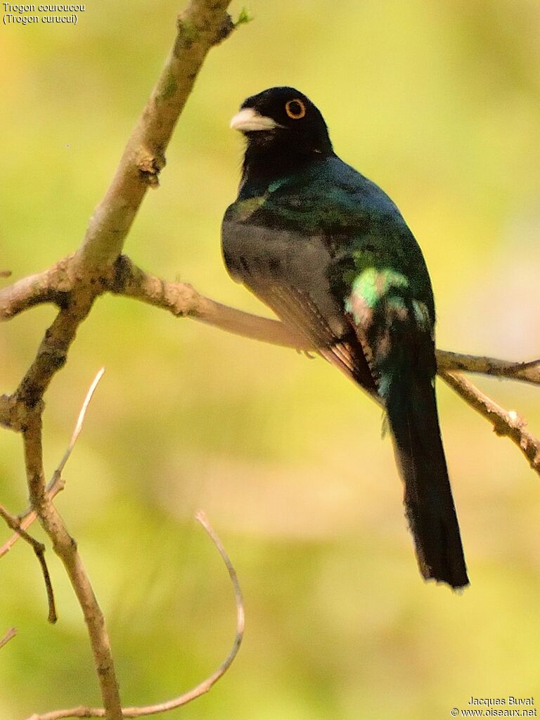 Trogon couroucouadulte