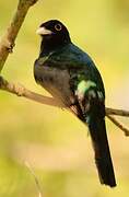 Blue-crowned Trogon