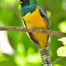 Trogon de Cabanis