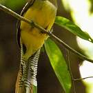 Trogon de Cabanis