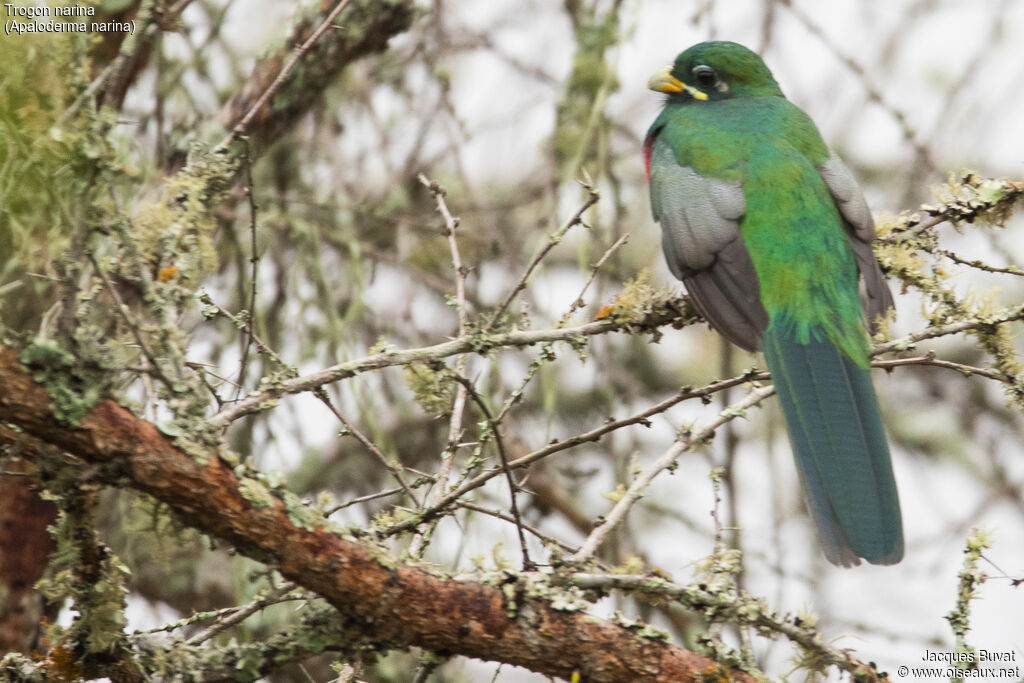 Trogon narina mâle adulte