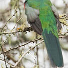 Trogon narina